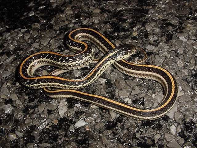 Texas garter snake TexasGarterSnake