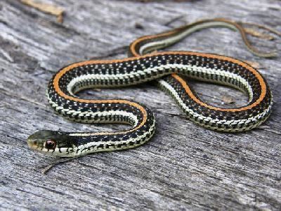 Texas garter snake Texas Garter Snake Facts and Pictures Reptile Fact