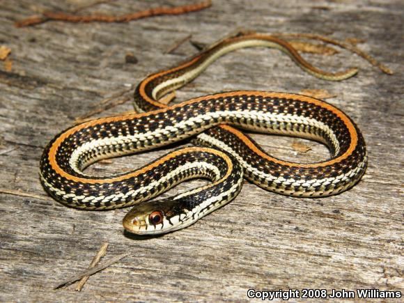 Texas garter snake Texas Gartersnake Thamnophis sirtalis annectens