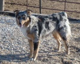 Texas Heeler texas heelersquot australian shepherd heeler cross Wanabe Ranch