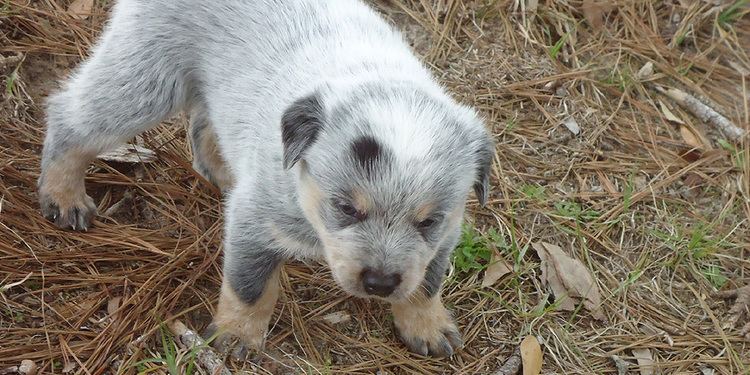 Texas Heeler wwwdogbreedslistinfouploadsallimgdogpictures