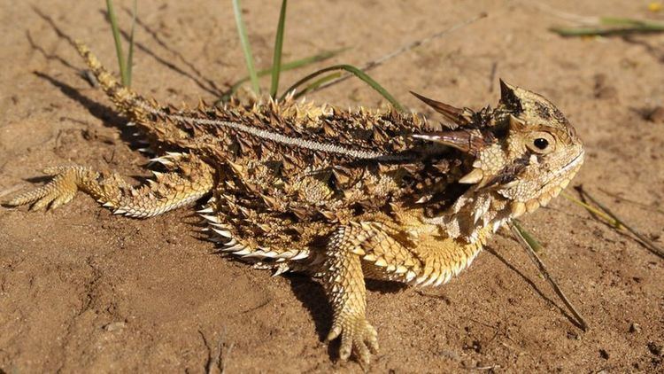 Texas horned lizard Lizard39s waterfunnelling skin copied in the lab BBC News