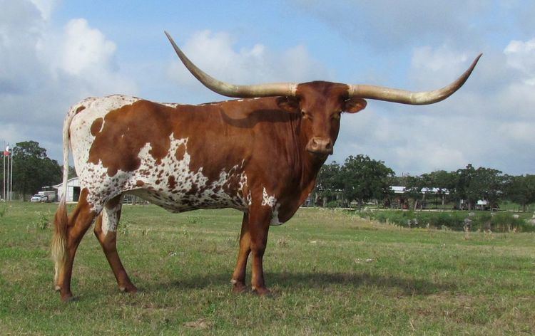 Texas Longhorn 78 Best images about Texas Longhorn Cows on Pinterest Cattle ranch