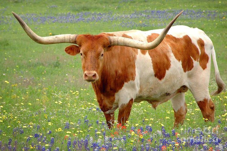 Texas Longhorn 78 Best images about Texas Longhorn39s on Pinterest The bull The