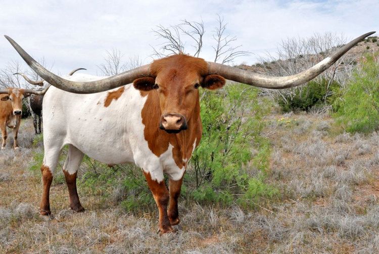 Texas Longhorn Texas Longhorn Cows amp Bulls for Sale in Ohio Dickinson Cattle Co