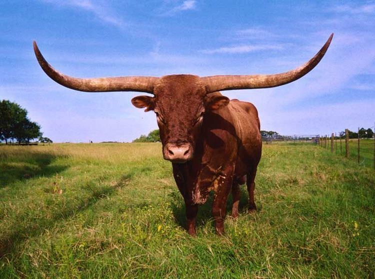 Texas Longhorn 78 Best images about Longhorn Cattle on Pinterest World records