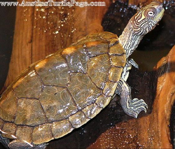 Texas map turtle ATP Care Sheet Texas Map Turtle
