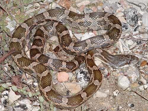 Texas rat snake Snakes of the Brazos Valley Texas Rat Snake