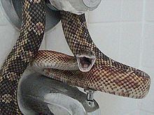 Texas rat snake httpsuploadwikimediaorgwikipediacommonsthu