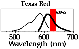 Texas Red Texas Red spectral characteristics