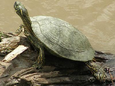 Texas river cooter Southwestern Center for Herpetological Research Turtles of the