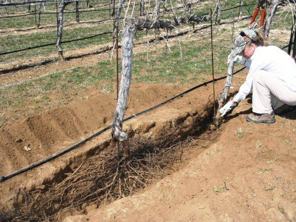 Texas root rot Researchers discover control for devastating disease in texas