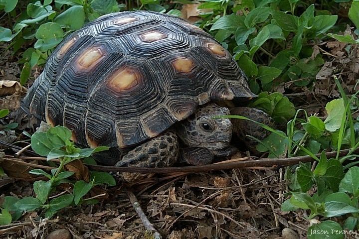 Texas tortoise Gopherus berlianderi Texas Tortoise Discover Life