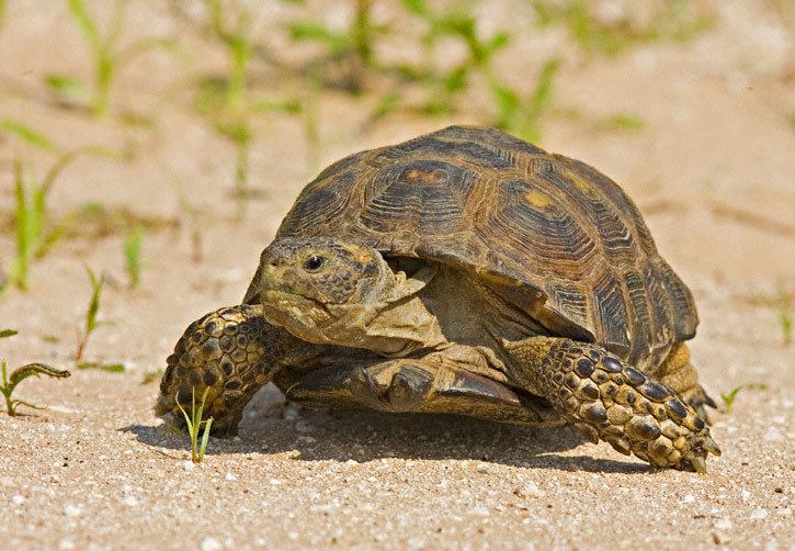 Texas tortoise Texas Tortoise Gopherus berlandieri