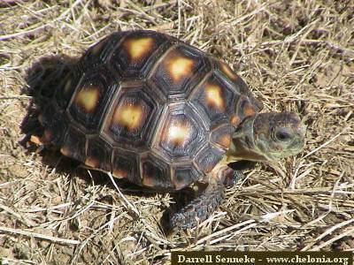 Texas tortoise Texas tortoise Gopherus berlandieri Agassiz 1857 Darrell