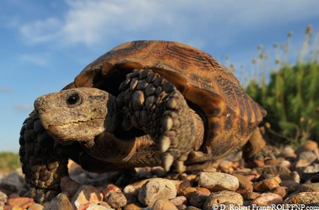 Texas tortoise Wild Thing Texas Tortoise Is Threatened But Still in the Race