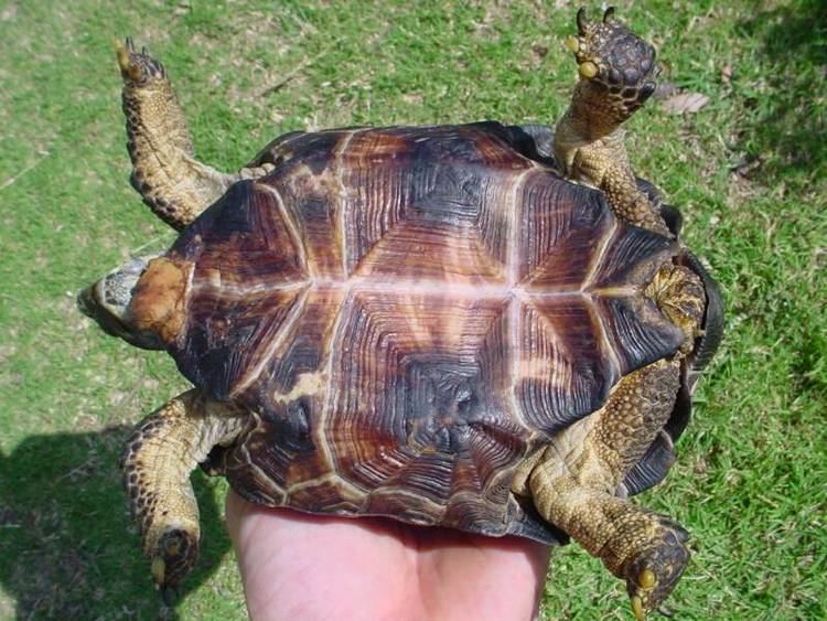 Texas tortoise Gopherusberlandieri