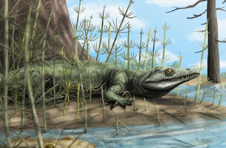 Teyujagua Palaeontologists discover 250 million year old new species of