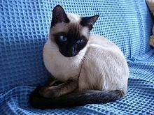 Thai cat httpsuploadwikimediaorgwikipediacommonsthu
