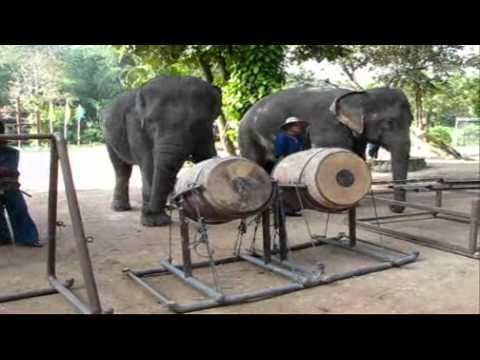 Thai Elephant Orchestra THAILAND39S ELEPHANT ORCHESTRA PLAY YouTube