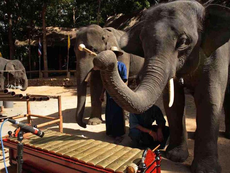Thai Elephant Orchestra httpsrilmfileswordpresscom201401thaielep