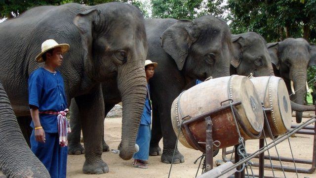 Thai Elephant Orchestra Hear Thailand39s elephant orchestra play CBBC Newsround