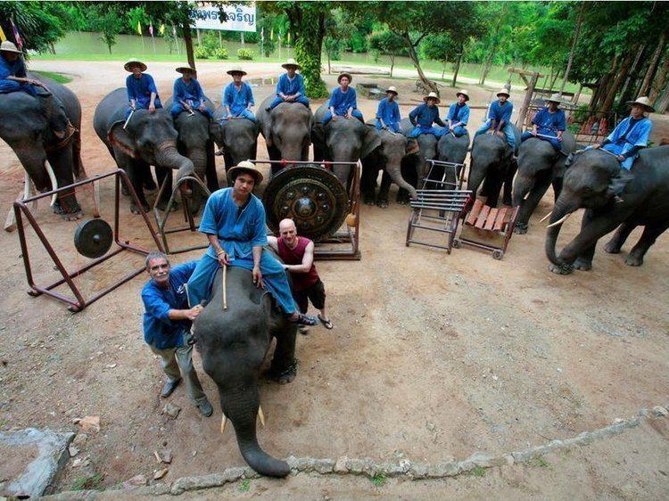 Thai Elephant Orchestra The Biggest Thing Out Of Thailand An Elephant Orchestra NPR