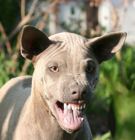 Thai Ridgeback Thai ridgeback photo Thai Ridgeback dog face photo and wallpaper