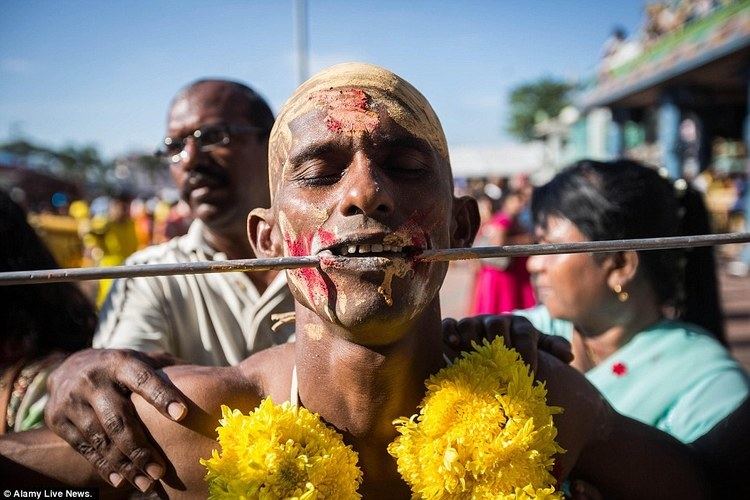 Thaipusam Hiindu worshippers piercing skin with hooks and spikes at Thaipusam