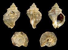 Thais malayensis httpsuploadwikimediaorgwikipediacommonsthu
