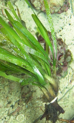 Thalassia (plant) Marine Plants in the Aquarium