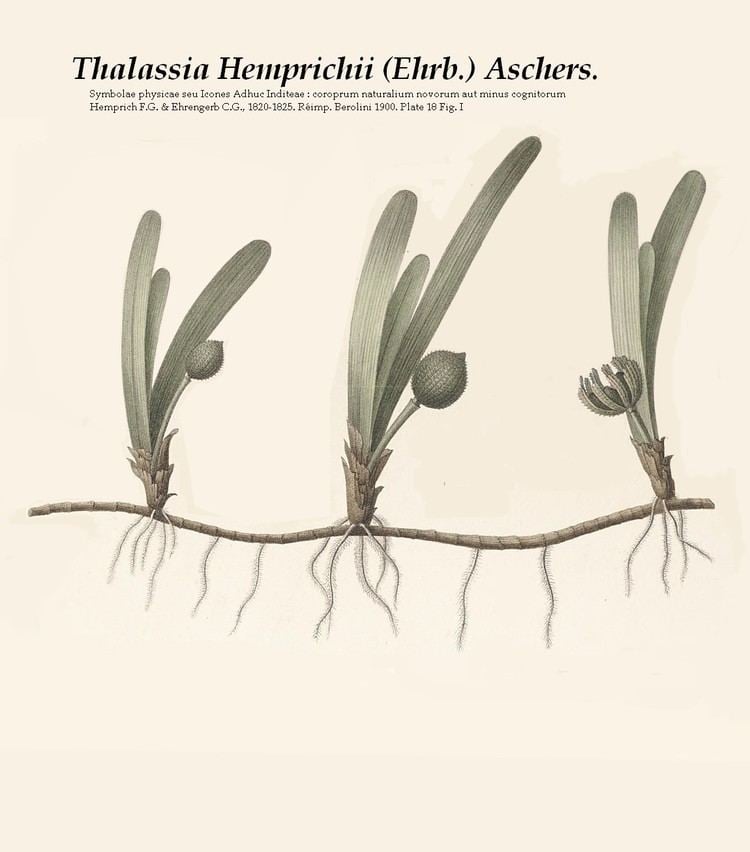 Thalassia (plant) httpsuploadwikimediaorgwikipediacommonsff