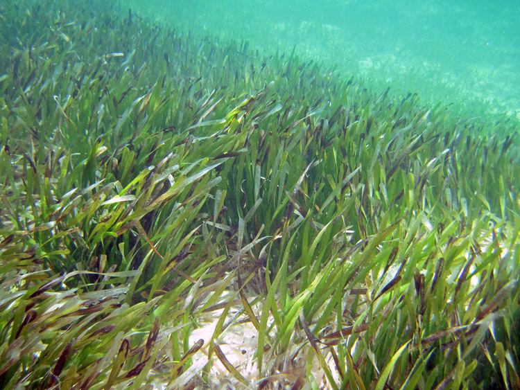 Thalassia testudinum FileThalassia testudinum turtle grass South Pigeon Creek estuary