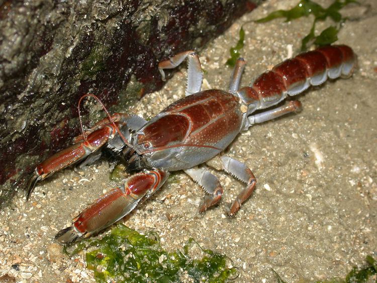 Thalassina Mud lobster Thalassina sp More about this animal on the Flickr