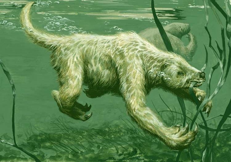 Thalassocnus Catalogue of Organisms The Swimming Sloth