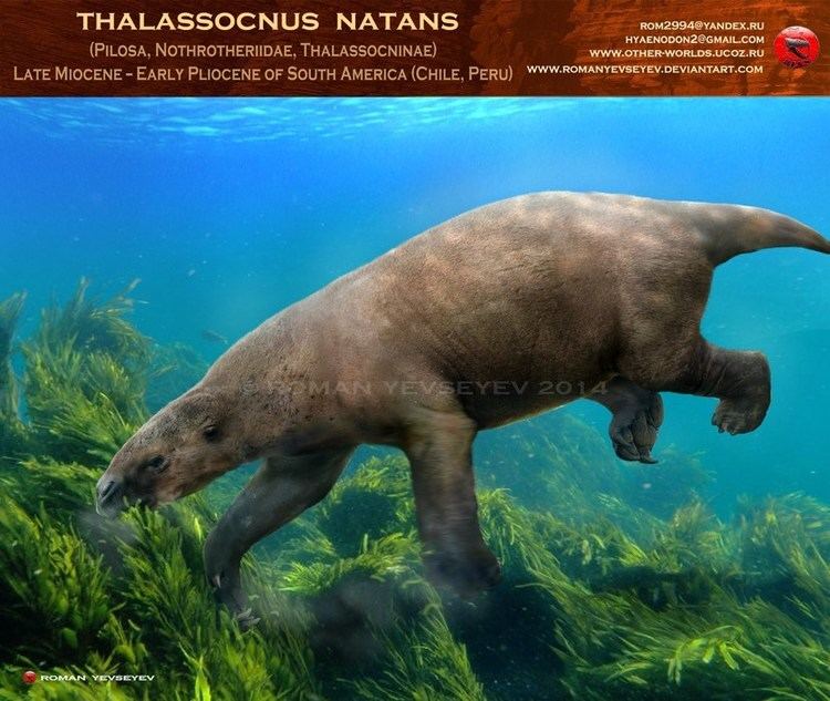 Thalassocnus Thalassocnus spp The World of Animals