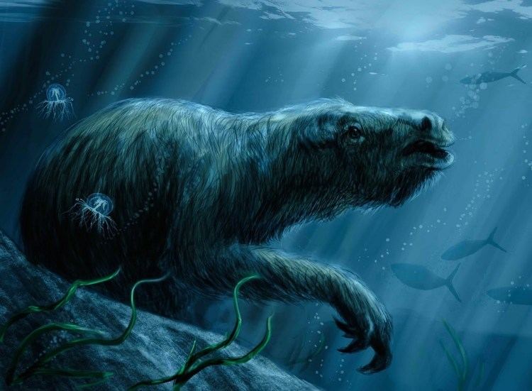 Thalassocnus PREHISTORIC MARINE SLOTHS Thalassocnus the Sloth that Swam YouTube