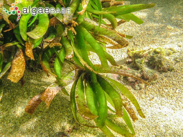 Thalassodendron ciliatum imgalgaebaseorgimages5964B9371b52b319C2wxF578C