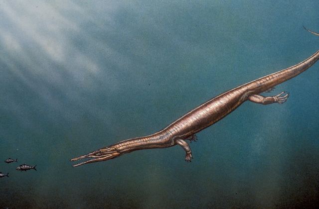 Thalattosaur New Species of Thalattosaur Discovered