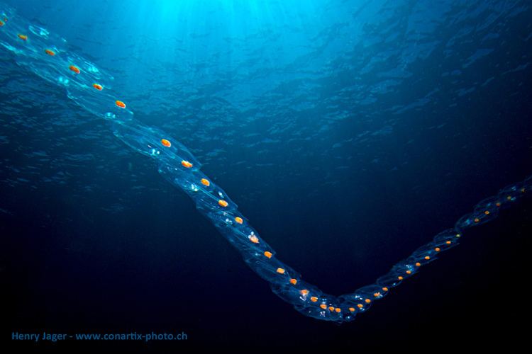 Thaliacea Salps Salps Salpen Thaliacea from the Apo Reef Salps b Flickr