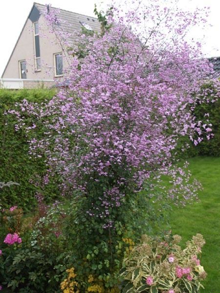 Thalictrum Thalictrum delavayi quotSplendidequot Journal Garden Design Montreal