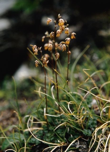 Thalictrum alpinum Alpine MeadowRue Thalictrum alpinum Biopix photoimage 32086