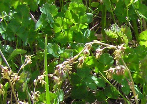 Thalictrum alpinum Southwest Colorado Wildflowers Thalictrum