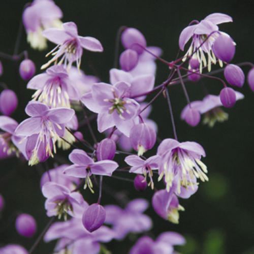 Thalictrum delavayi THALICTRUM DELAVAYI SEEDS Chinese Meadow Rue
