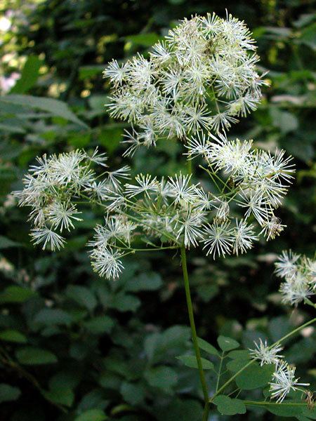 Thalictrum pubescens delawarewildflowersorgimagesthalictrumpubescen