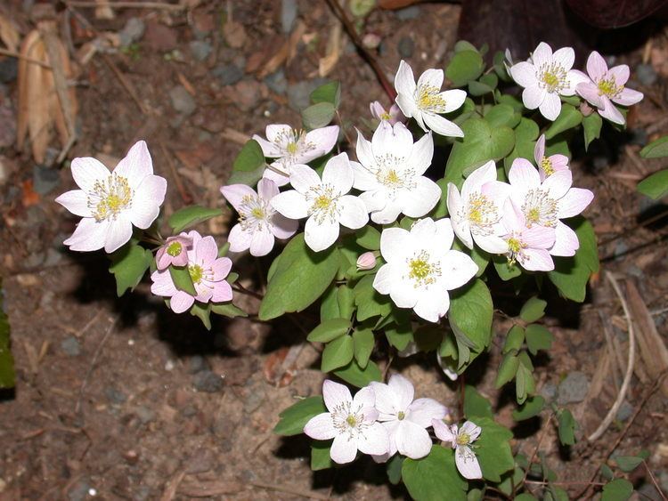 Thalictrum thalictroides Plants North Carolina Native Plant Society