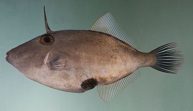 Thamnaconus Fish Identification
