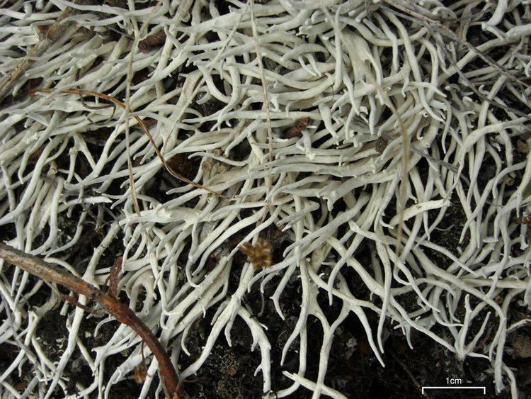 Thamnolia Ways of Enlichenment Lichens of North America