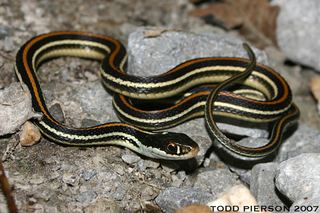 Thamnophis proximus Thamnophis proximus Western ribbon snake Discover Life mobile
