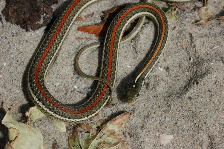 Thamnophis proximus Thamnophis proximus rubrilineatus Steven Bol Garter Snakes